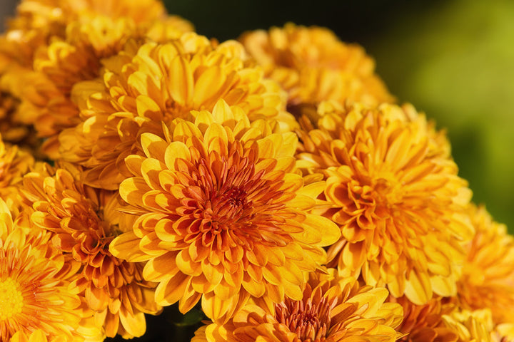 Chrysanthemum Meaning, Symbolism & History