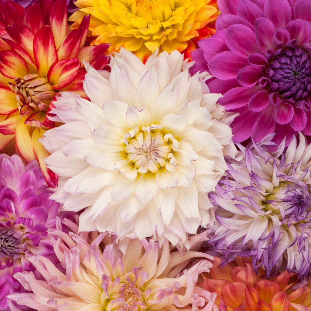  what a dahlia symbolises