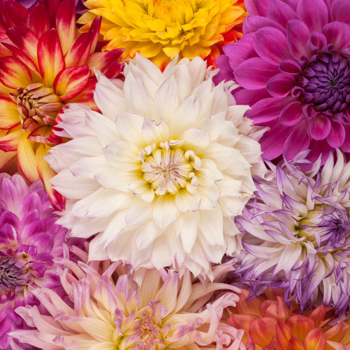  what a dahlia symbolises