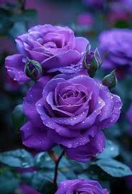 Eternity Purple Roses: Origin, Meaning, and Symbolism