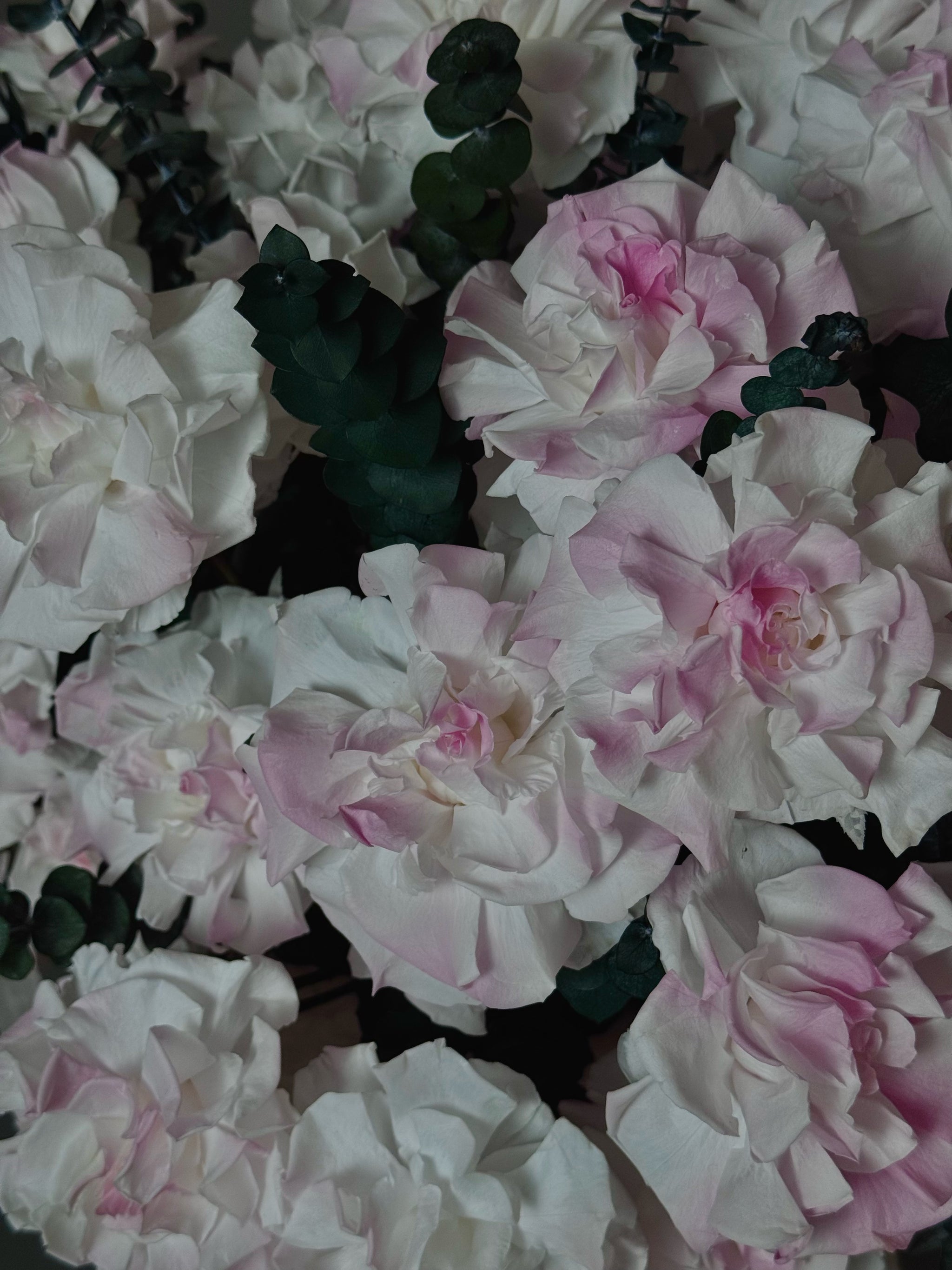 Rose Garden