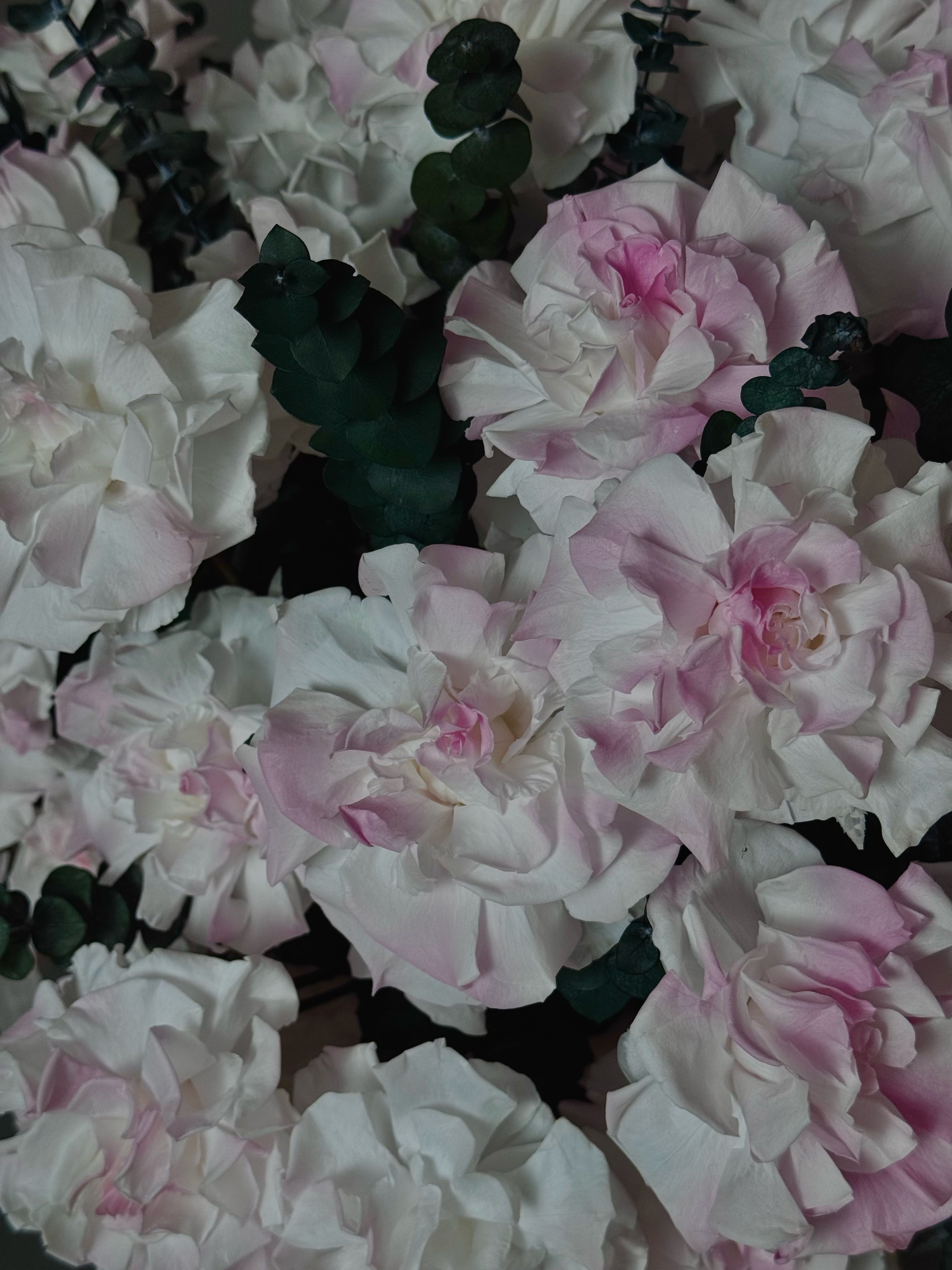 Rose Garden