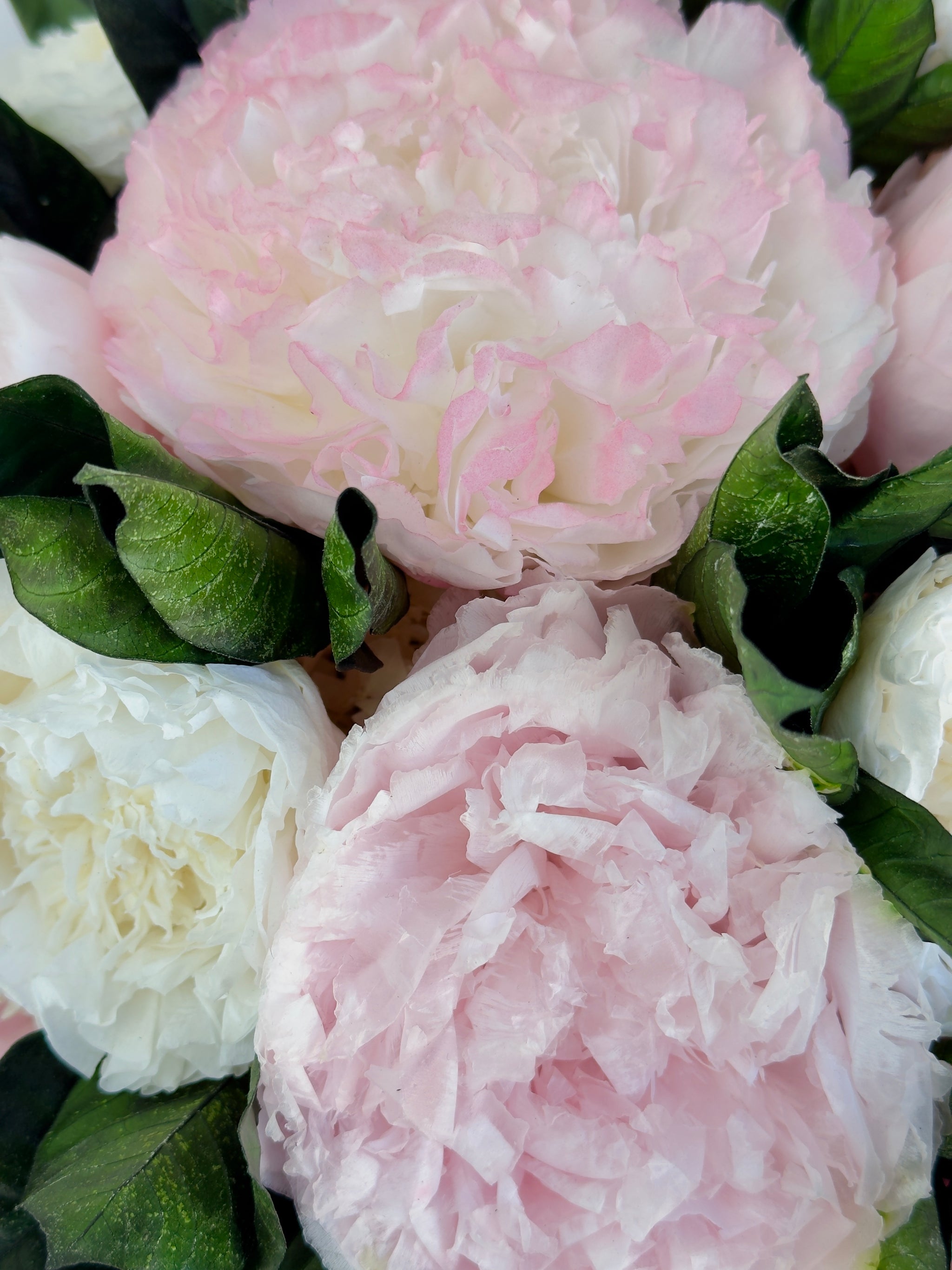 Peony Paradise
